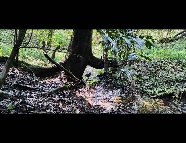 46HA FARM SOLD IN NELSPRUIT RURAL